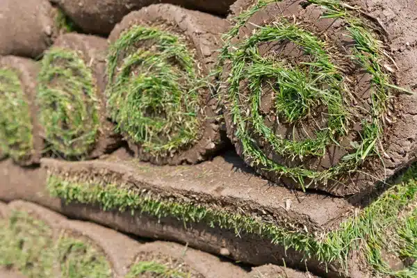 Rows of cut sod rolls stacked on top of each other with soil backing visible and green blades showing at the ends