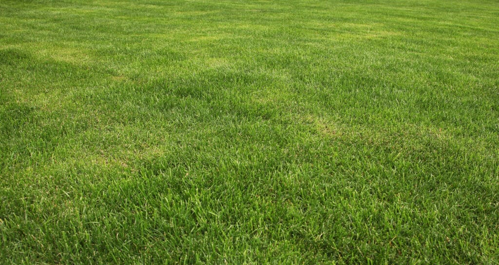 Wide view of an established green lawn filling the frame with even healthy growth