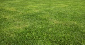 newly laid sod grass