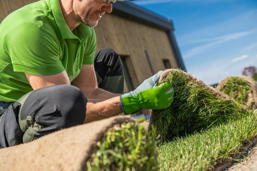 Landscaper in a green shirt and gloves kneeling to unroll a length of sod onto prepared ground beside a building