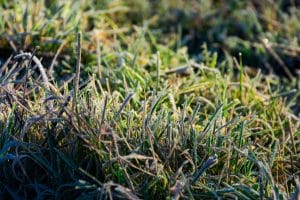 Why Your Grass Looks Pale or Yellow