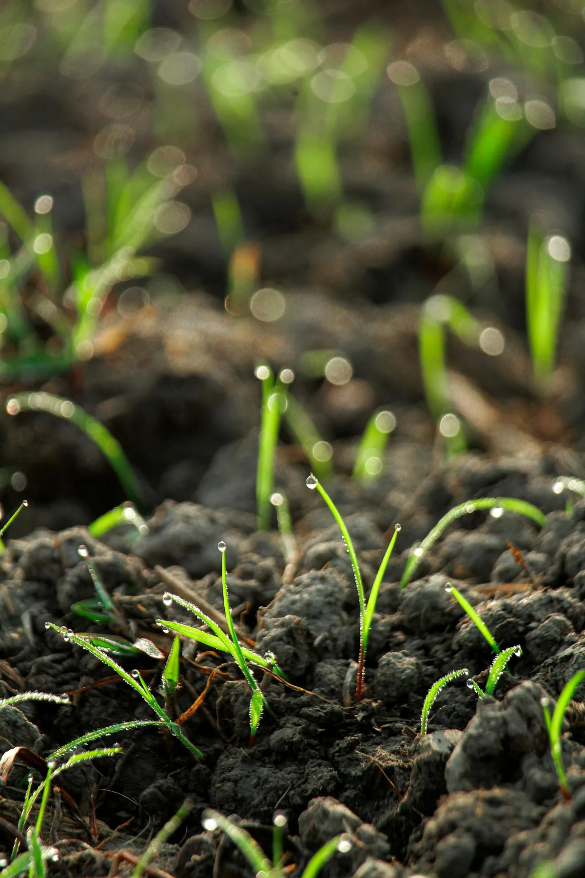 New grass blades emerging from soil after sod installation, showing early root establishment