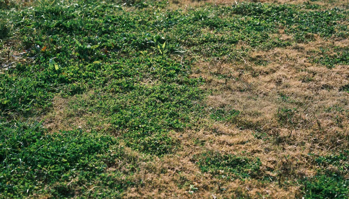 Vibrant mix of green and brown grass in outdoor meadow showing natural disease variation