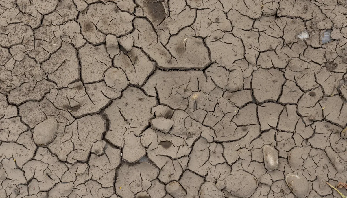 Close-up of cracked dry clay soil showing drought and compaction stress
