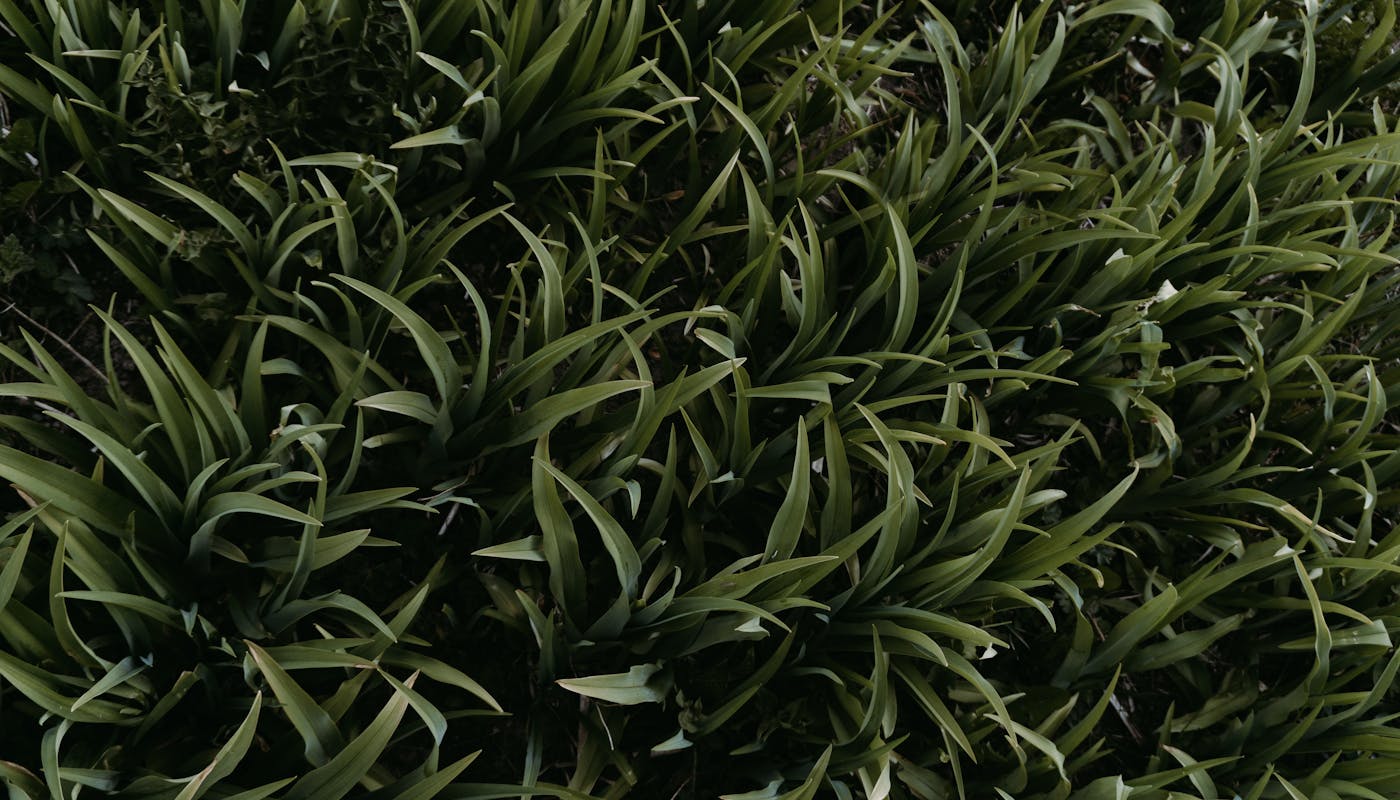Close view of dense healthy St. Augustine grass with broad flat dark green blades