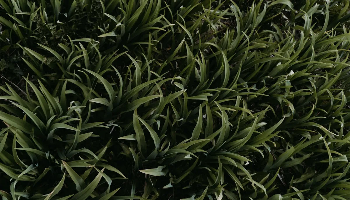 Close-up view of dense vibrant green grass in natural garden setting showing fresh healthy vegetation