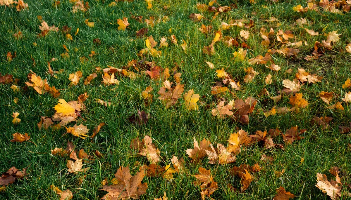 Fallen autumn maple leaves scattered across green grass field in fall outdoor setting