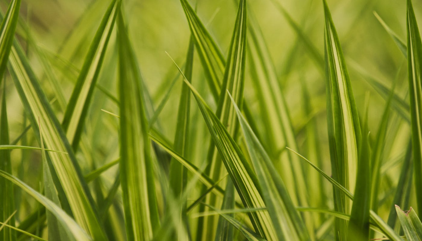 Close view of narrow upright grass blades lit from behind by low angled sunlight