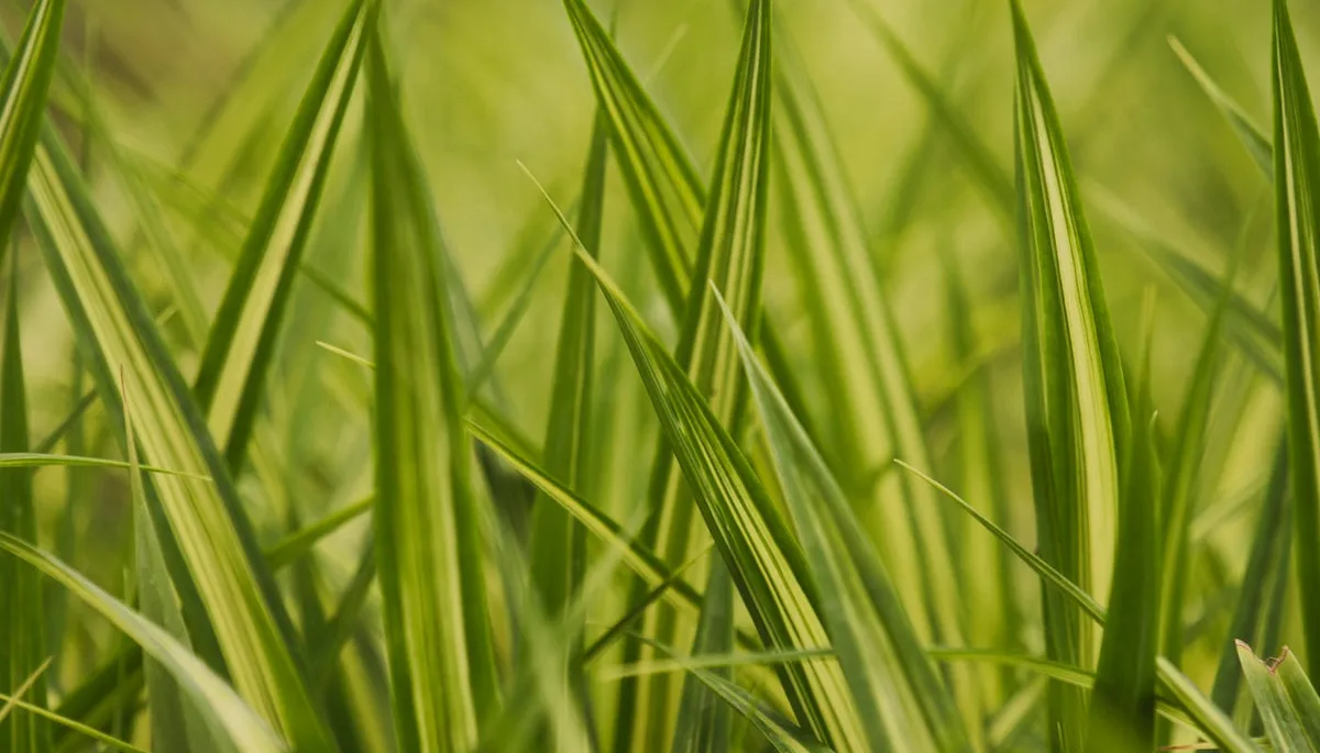 Detailed close-up of fine lush green grass blades capturing natural zoysia texture