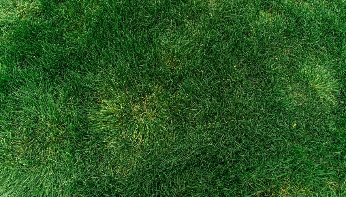 Vibrant healthy green lawn with lush dense grass after aeration treatment