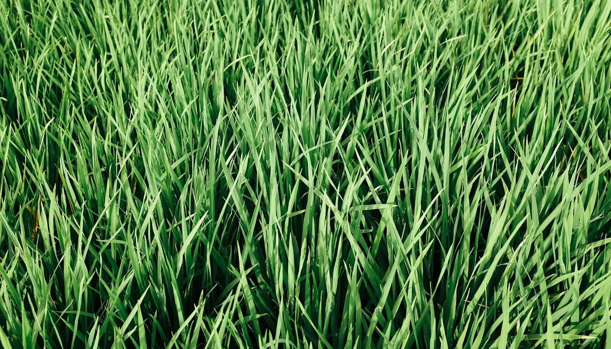 Vibrant dense green grass blades forming a lush meadow in full sun conditions