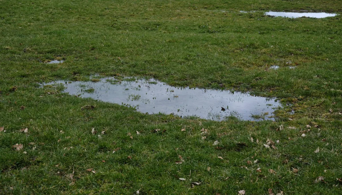 Lush grassland with rain puddles standing water showing overwatered soggy lawn