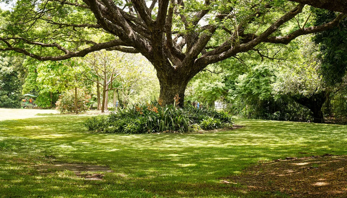 Sprawling oak tree providing shade in tranquil park setting with thinning grass beneath
