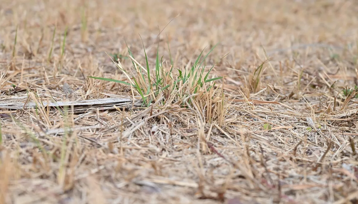 Dry sparse grass with green sprouts showing underwatering drought stress signs