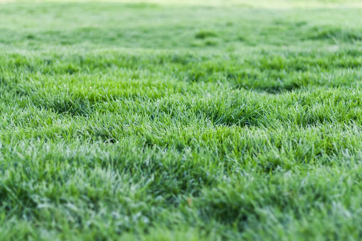 Healthy lush green lawn after sod repair and proper maintenance in Louisiana