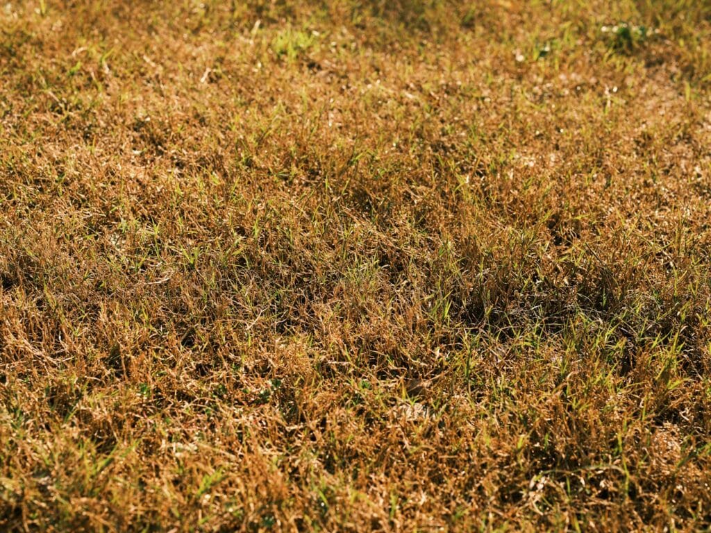 Common Lawn Diseases in New Orleans and How to Treat Them