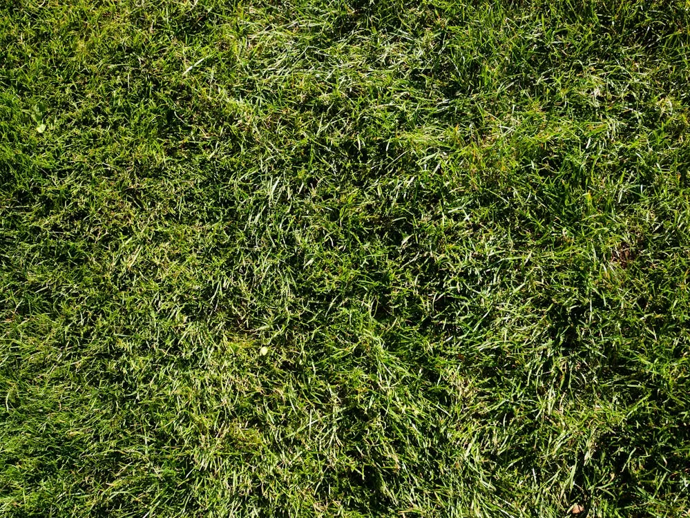 How to Fertilize Your Lawn in New Orleans: A Seasonal Schedule