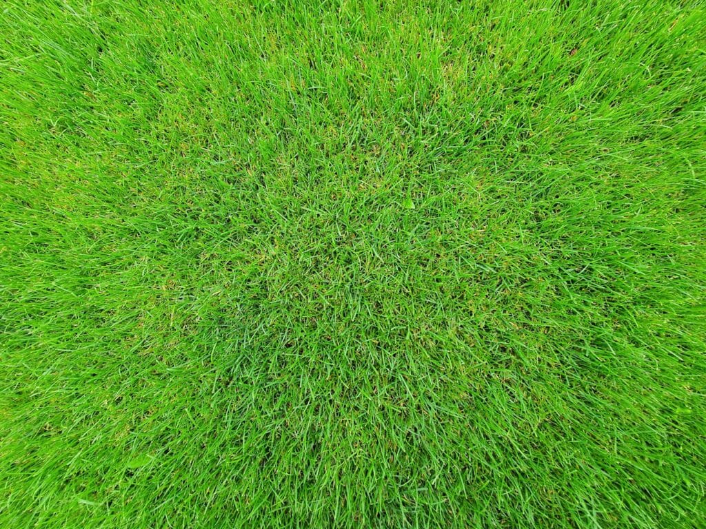 How Long Does New Sod Take to Root in Louisiana?