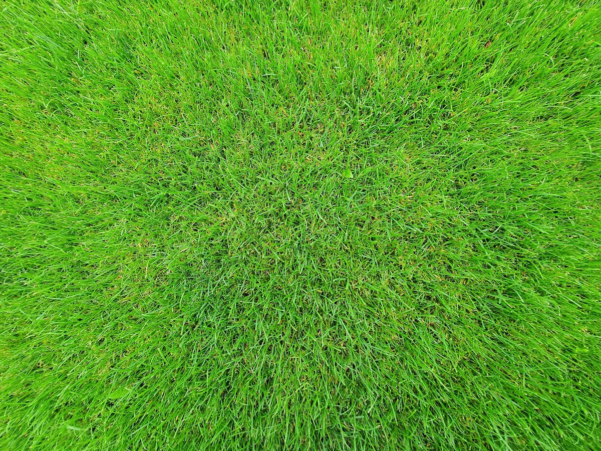 Fresh green sod installed on a New Orleans lawn in summer