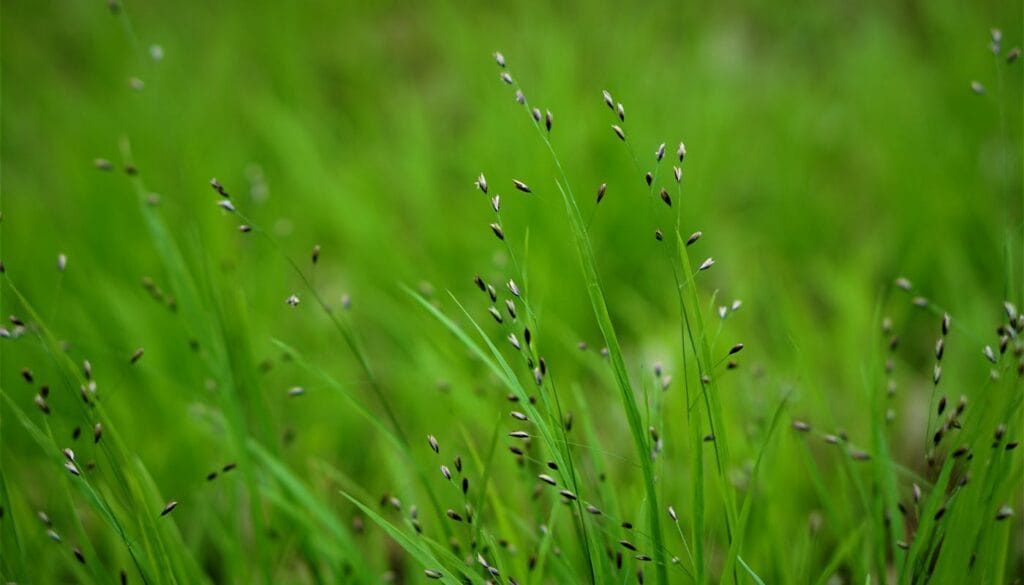 Should You Overseed Your New Orleans Lawn This Fall?