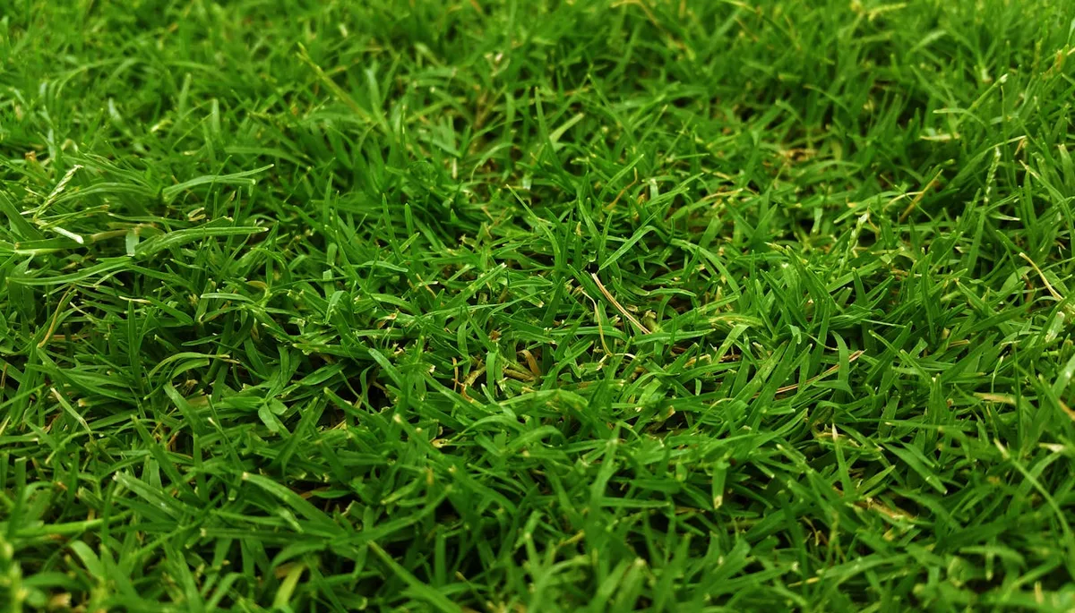 Dense green warm-season lawn grass blades thriving after spring green-up recovery close-up view