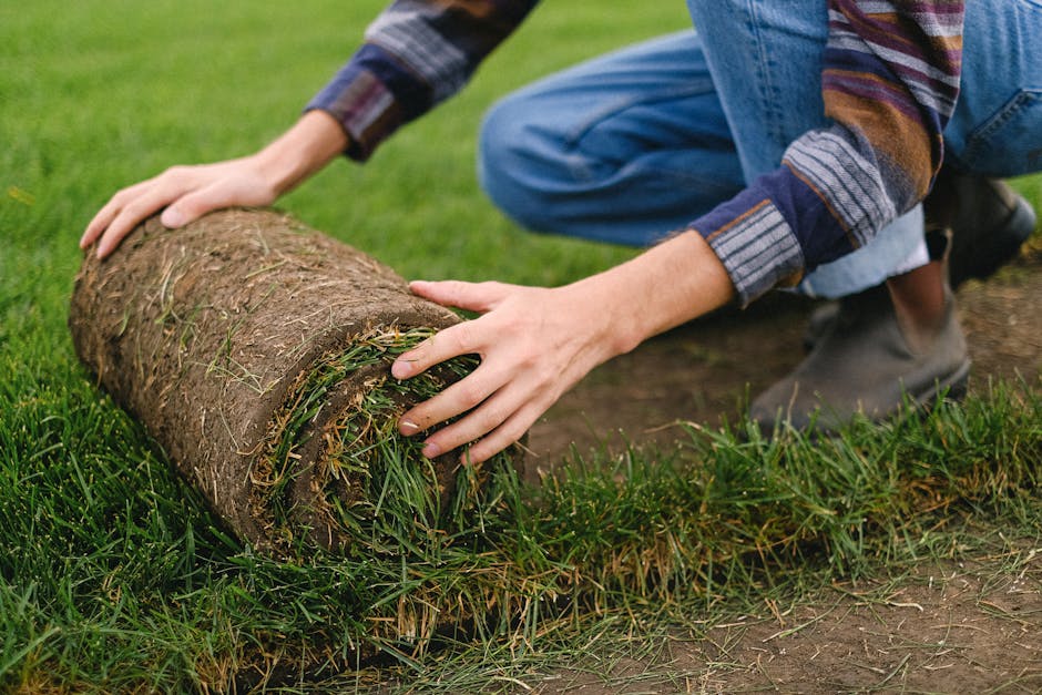 Person kneeling on a lawn unrolling a single roll of sod onto bare soil beside established grass