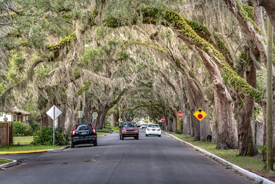 St. Augustine grass sod covering a shaded New Orleans residential lawn