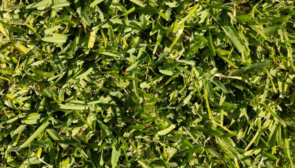 Why Is My St. Augustine Grass Dying in New Orleans and How Do I Fix It?