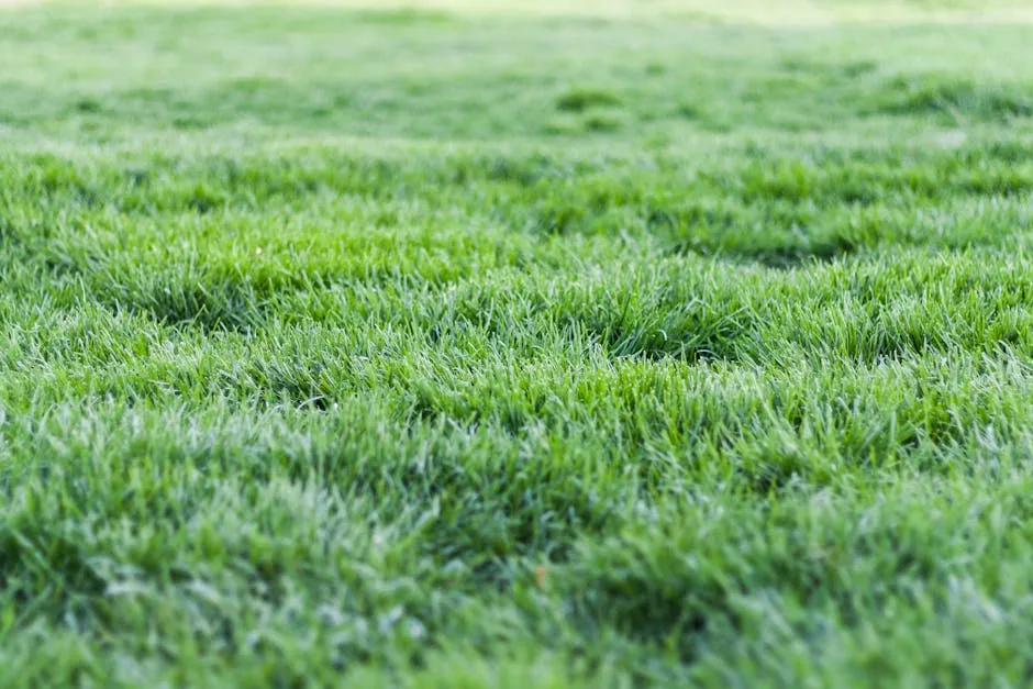Zoysia grass turf providing dense lush coverage on a Louisiana yard