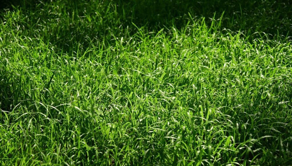 Which Type of Zoysia Grass Is Best for New Orleans Lawns?