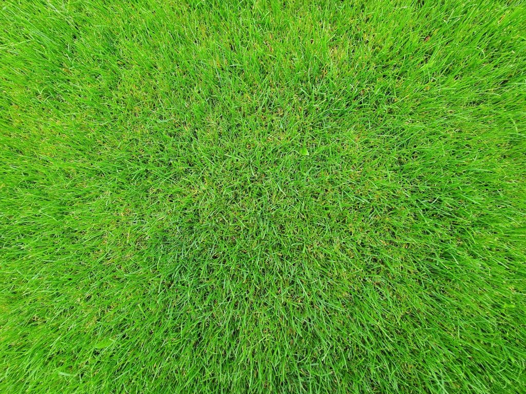 Sod Installation in Flood-Prone Yards: What New Orleans Homeowners Need to Know