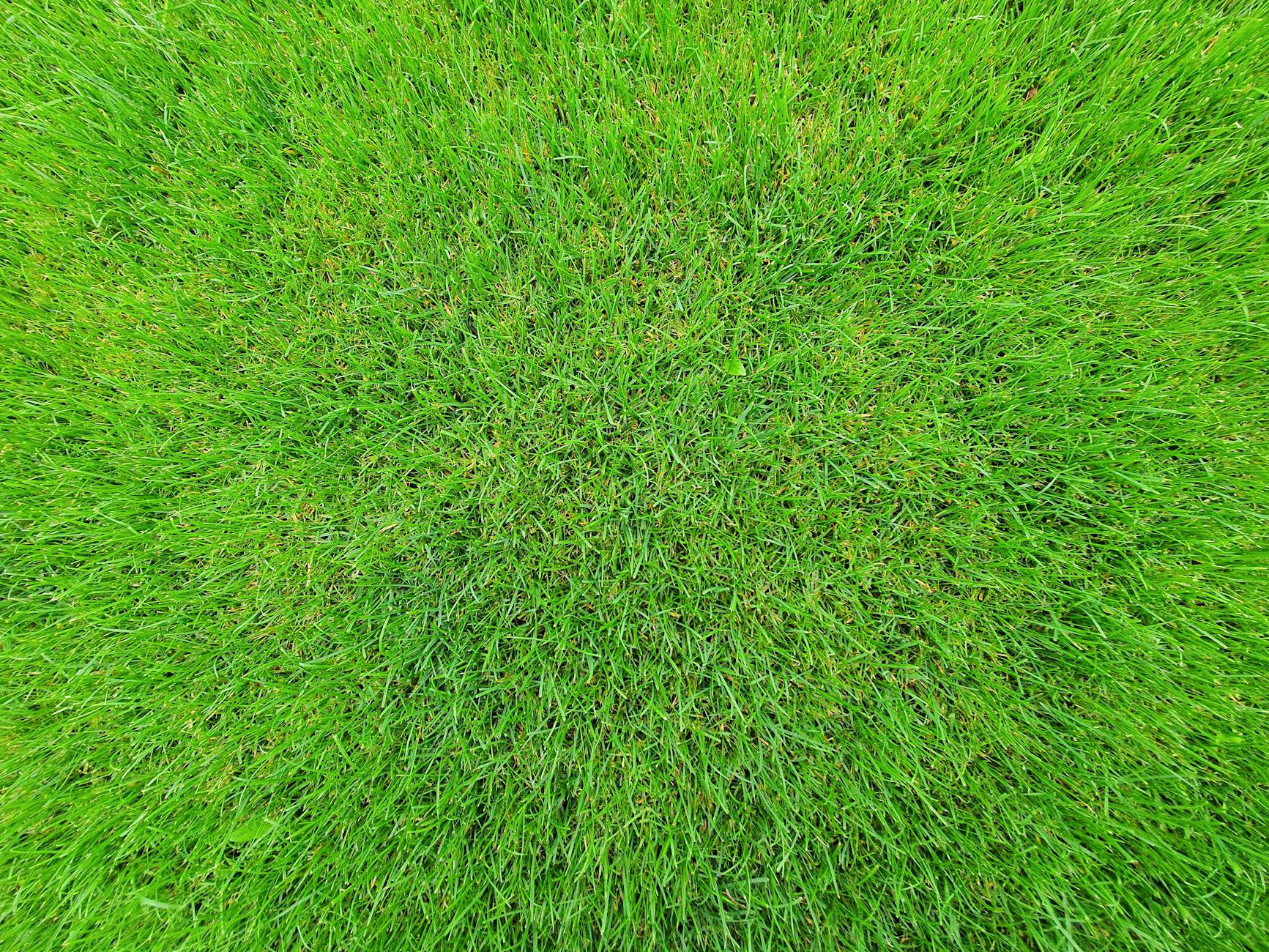 Sod installation on residential lawn New Orleans