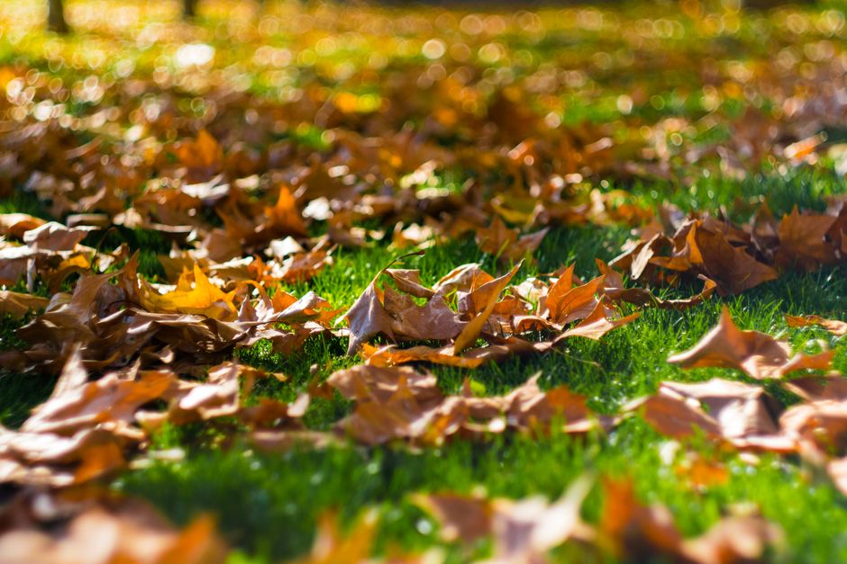 raking autumn leaves and maintaining grass in a New Orleans yard