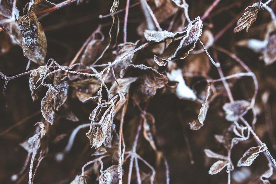 overseeding a dormant lawn with ryegrass for winter color
