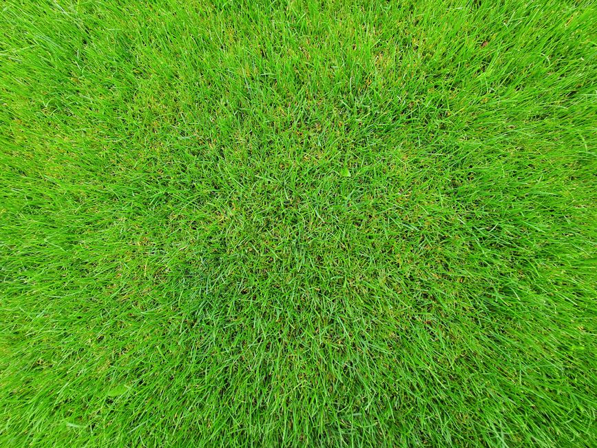 cutting and placing sod patches to repair a lawn