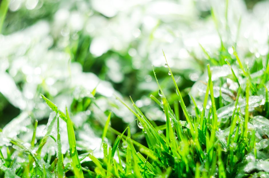 lush green lawn after patchy lawn repair