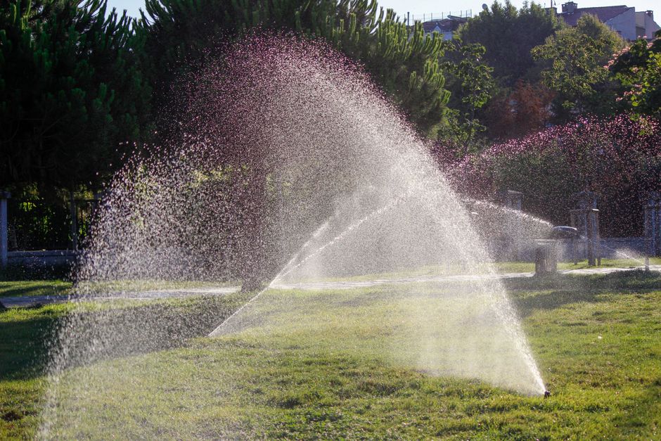 watering new sod with a sprinkler during the New Orleans establishment period