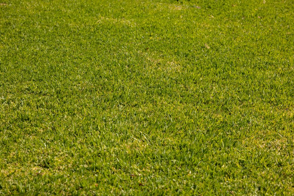 healthy green established sod lawn in New Orleans