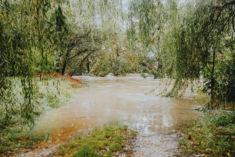 standing water and drainage issues in a flood-prone New Orleans yard