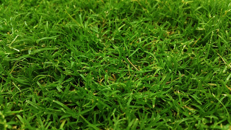 Healthy green lawn after seasonal fertilization in a New Orleans yard