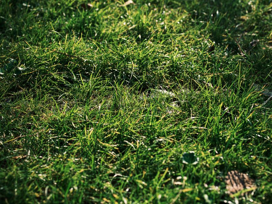 Dense grass blades showing strong growth after proper fertilization