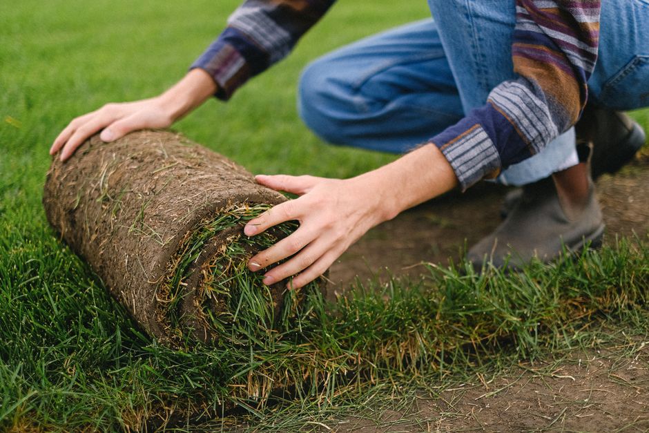 Fresh sod being unrolled during peak installation season in New Orleans