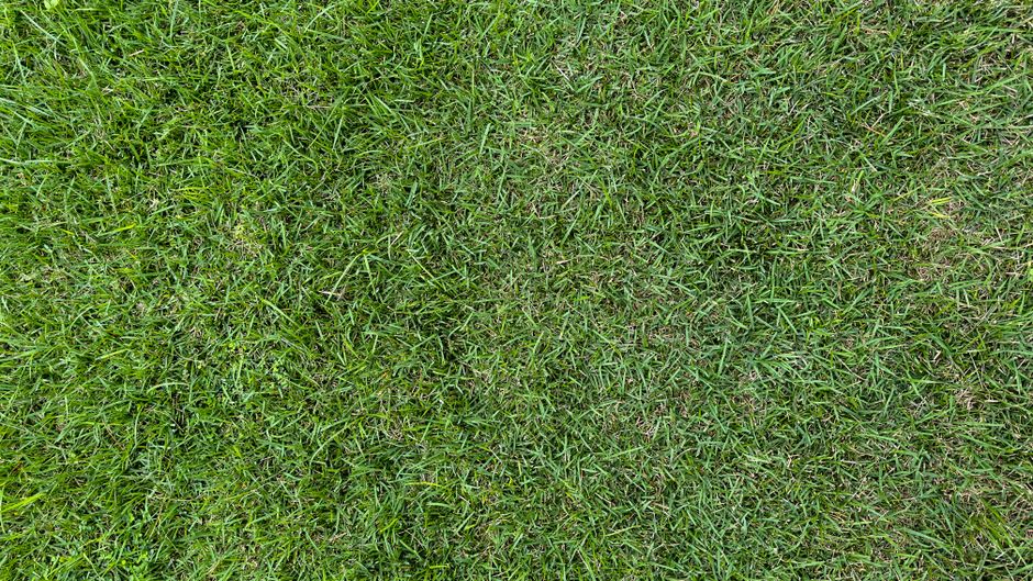 Lush established sod lawn showing successful springtime installation