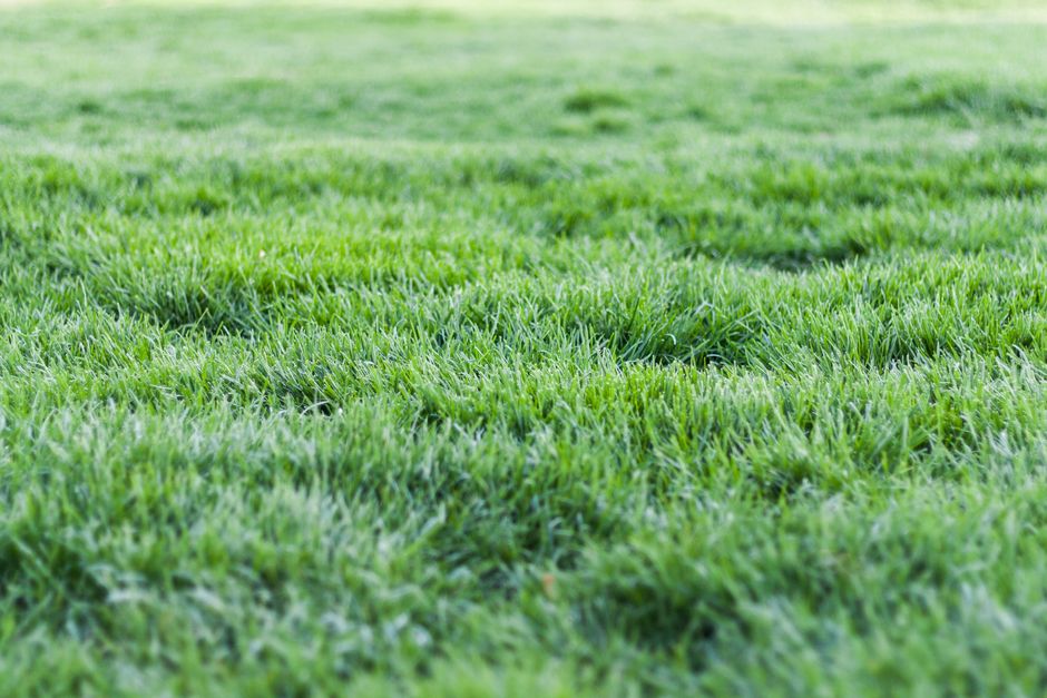 Well-maintained New Orleans lawn after a full year of fertilizer applications