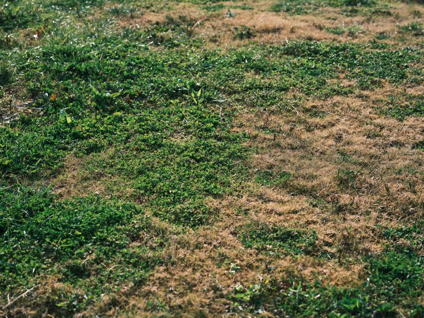 Lawn showing healthy green areas directly beside large brown dead patches