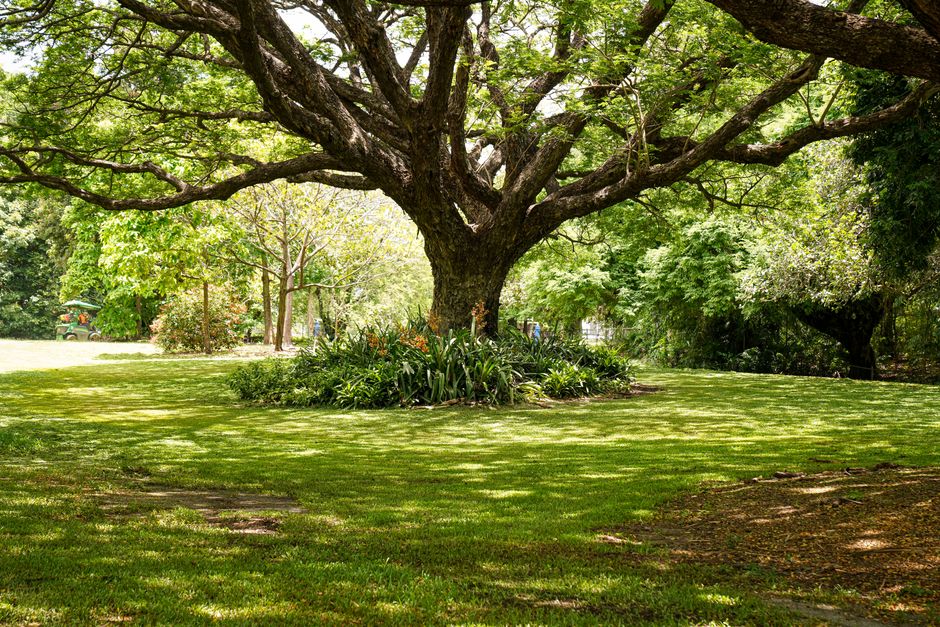 Mature spreading tree casting dense shade across a lawn, with thinner grass under the canopy