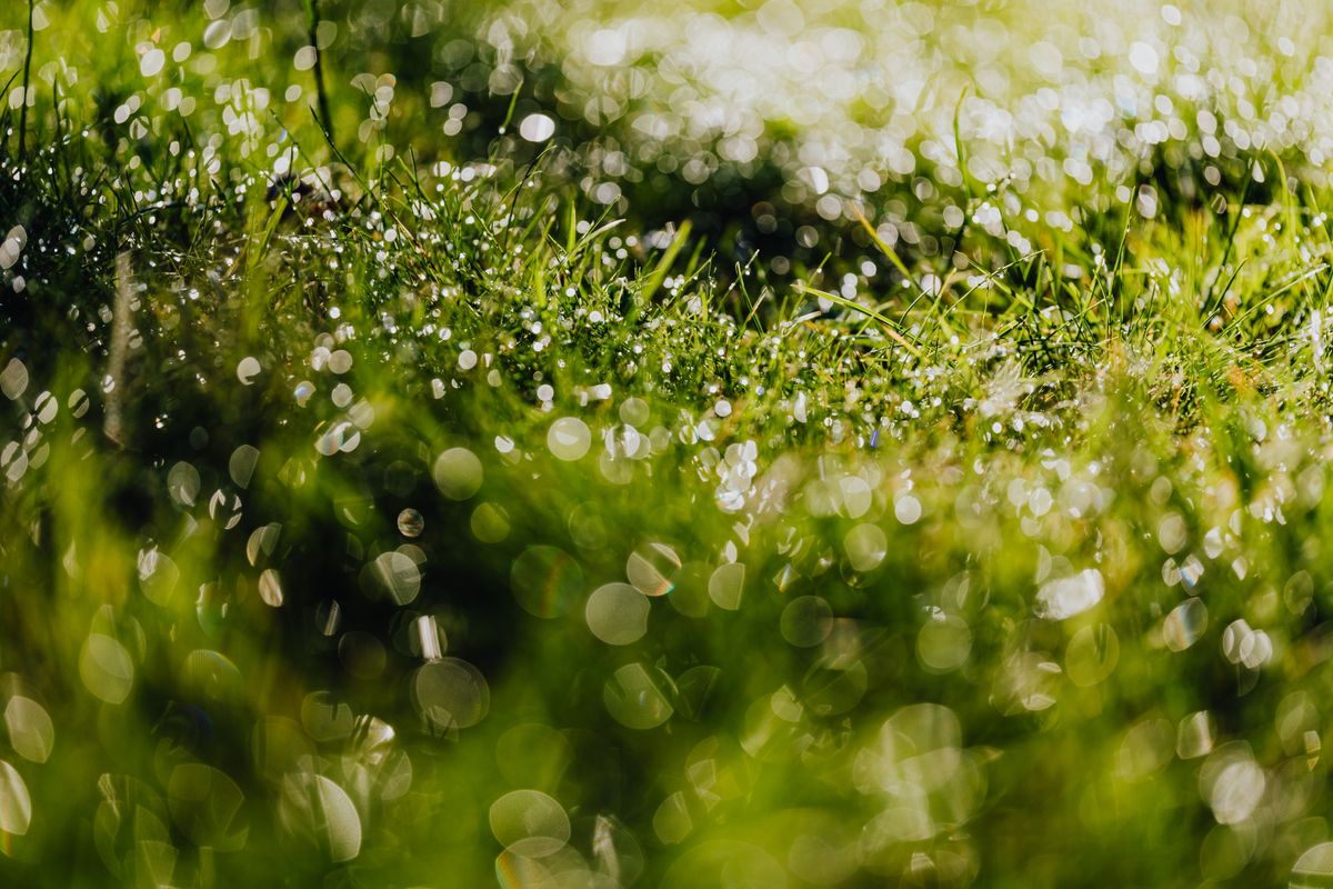 Wet lawn after a storm, awaiting silt removal and resodding